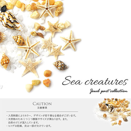 ネイルパーツ 天然貝 本物ヒトデ 天然石 ネイルジュエリー スターフィッシュ マリンパーツ ネイルアートメタル ヒトデ サマーネイル 夏 | ジェルネイル ジェル ネイルアート ネイルジュエリー マリン サマー メタルスタッズ ネイル工房