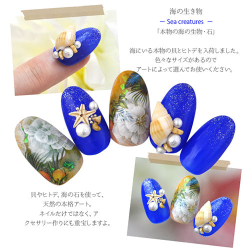 ネイルパーツ 天然貝 本物ヒトデ 天然石 ネイルジュエリー スター