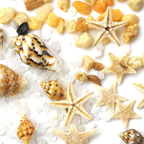 ネイルパーツ 天然貝 本物ヒトデ 天然石 ネイルジュエリー スターフィッシュ マリンパーツ ネイルアートメタル ヒトデ サマーネイル 夏 | ジェルネイル ジェル ネイルアート ネイルジュエリー マリン サマー メタルスタッズ ネイル工房